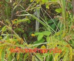 ขายที่ดิน3ไร่121วาใกล้เมือง อำเภอเมืองสตูล - Image 4