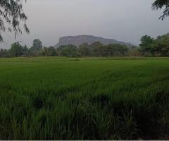ที่ดินราชบุรี