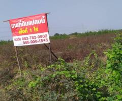 !!ขายด่วน!! ที่ดินจัดสรรโครงการสำเภาทอง 1 ไร่   หมู่ 1 ต. หน้าไม้ อ.ลาดหลุมแก้ว จ. ปทุมธานี - Image 3