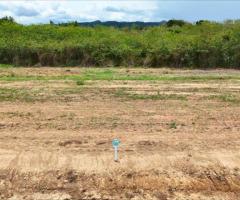 ขายที่ดินวิวเขา หมูสี – ปากช่อง – เขาใหญ่ โฉนด นส.4 ครุฑแดง - Image 4