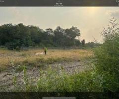 ขายที่ดินเปล่าในราคาประเมิน ถมแล้ว ขนาด 305 ตรว. ถนนร่มเกล้า ใกล้สนามบินสุวรรณภูมิ - Image 6