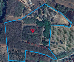 ที่ดินจังหวัดเชียงราย มีต้นสักและไม้ยืนต้นจำนวนมาก