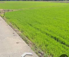 ให้เช่าที่ดินระยะยาว 6 ไร่ 2 งาน 37 ตรว. อยู่ปากทางเข้าหมู่บ้าน คนดีศรีสุพรรณ 45,000 บาท/เดือน - Image 5