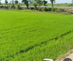 ให้เช่าที่ดินระยะยาว 6 ไร่ 2 งาน 37 ตรว. อยู่ปากทางเข้าหมู่บ้าน คนดีศรีสุพรรณ 45,000 บาท/เดือน - Image 6